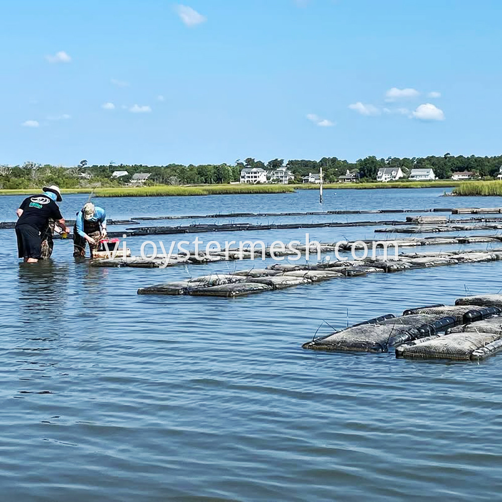 Oyster Farming Scene (2)